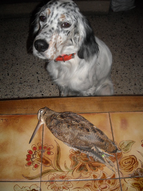 bécasse et setter anglais